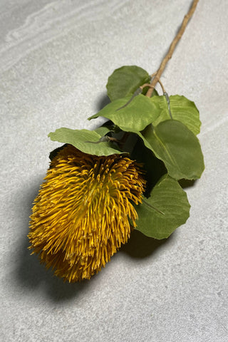 Banksia Bud Stem
