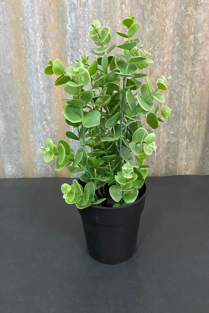 Potted Eucalypt Hub n Hive