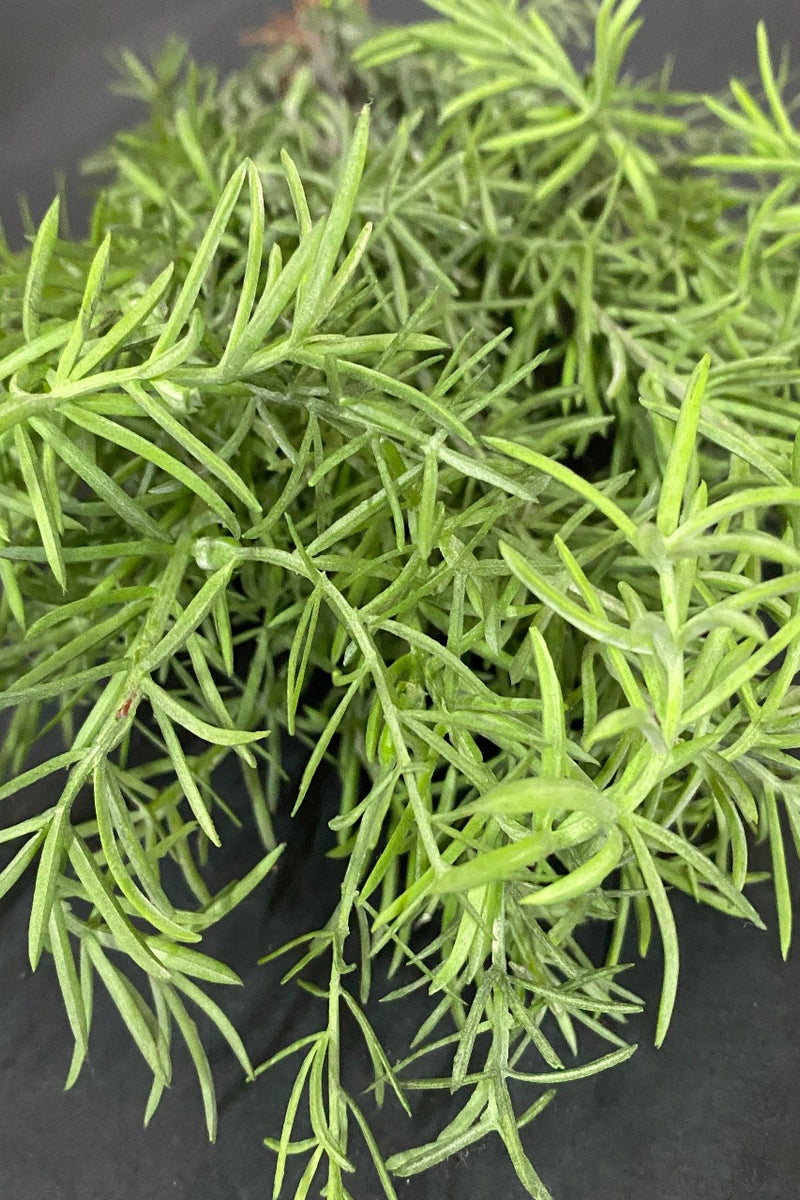 Rosemary – Hub n Hive