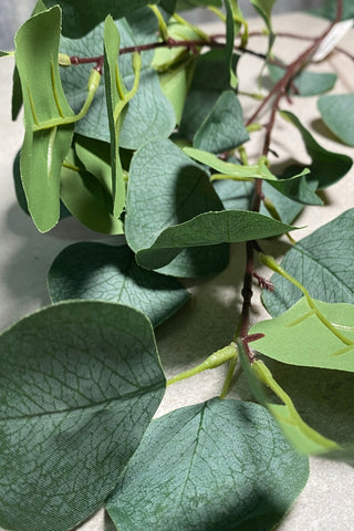 Tall Eucalyptus Leaf