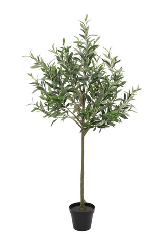 80cm Potted Olive Tree