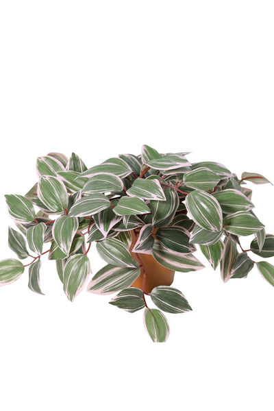 Potted Wandering Dude