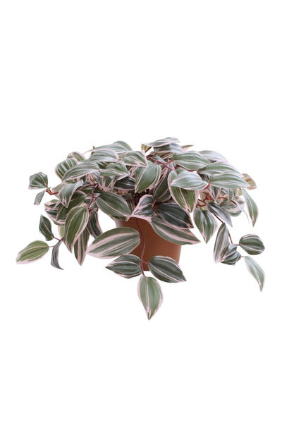 Potted Wandering Dude