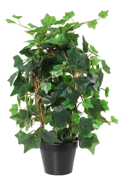 43cm Potted Ivy