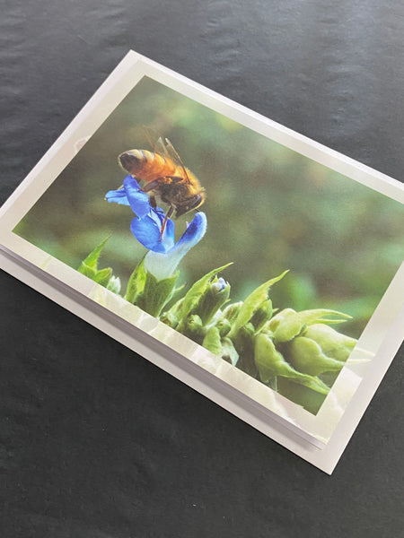 Creation Speaks Cards