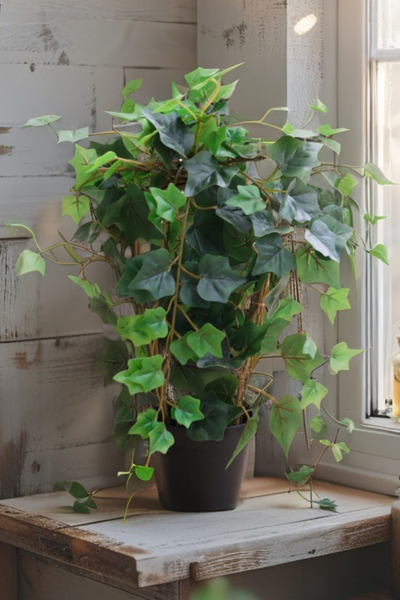 43cm Potted Ivy