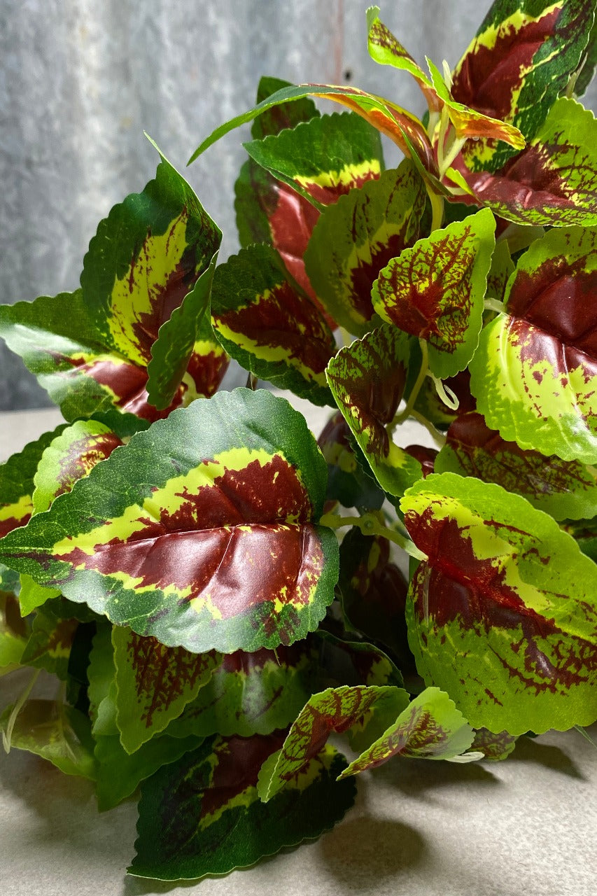 Coleus Red Bush