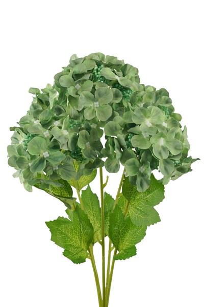 5H Hydrangea Bush