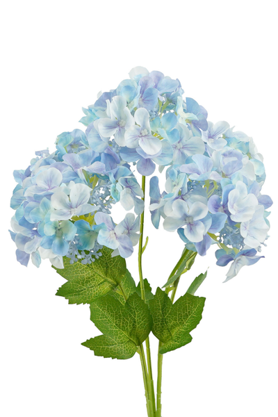 5H Hydrangea Bush