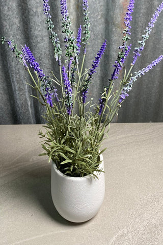 42.5CM Potted Lavender