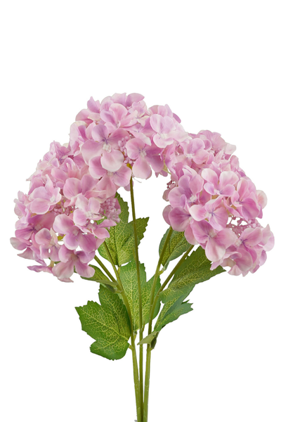 5H Hydrangea Bush