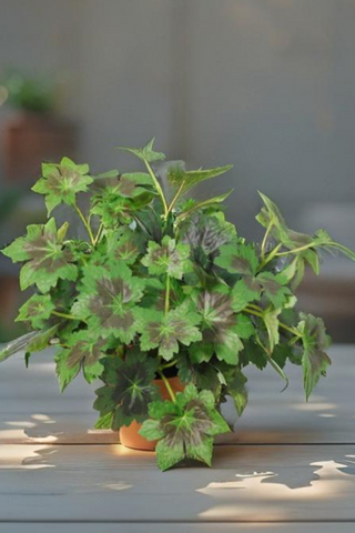 28cm Potted Grape Leaf Plant