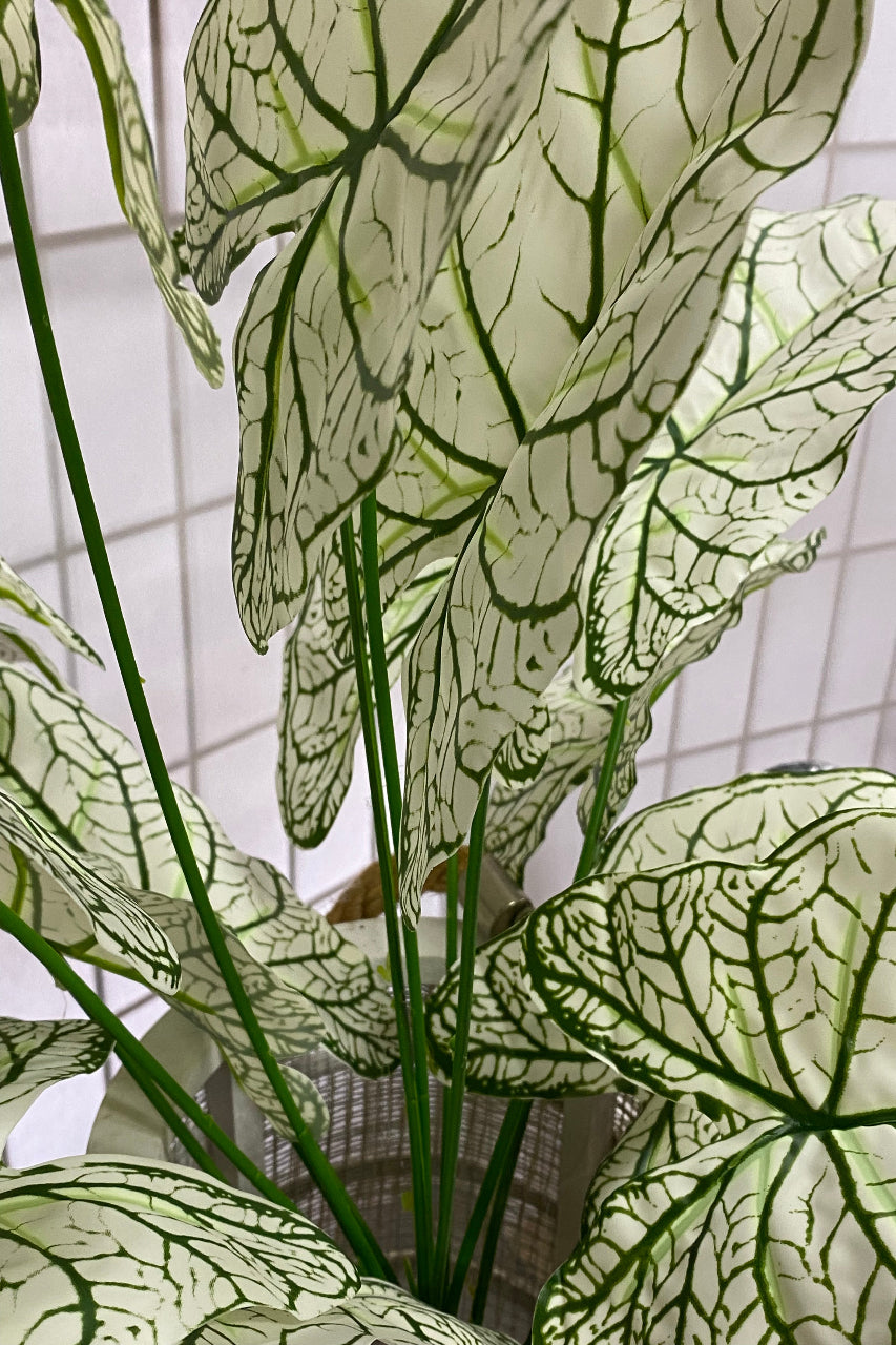 Alocasia Bush