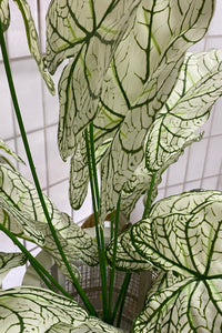 Alocasia Bush