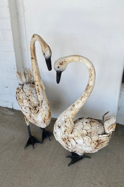Swan Couple