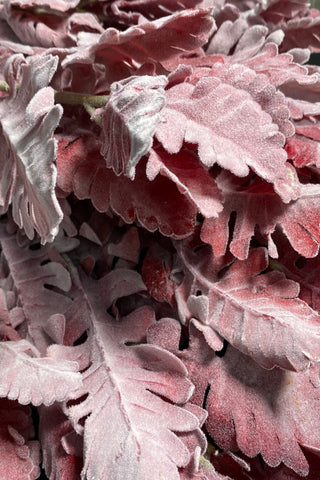 Colored Dusty Miller
