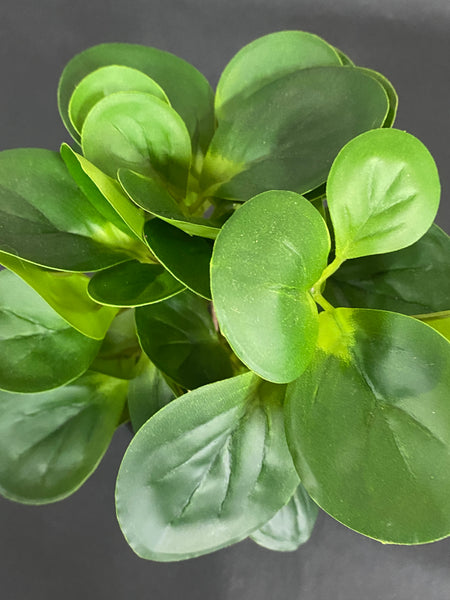 Potted Coin Leaf Peperomia