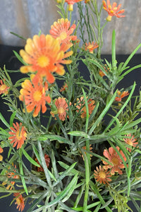 Potted Chrysanthemum