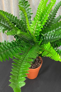 Potted Boston Fern