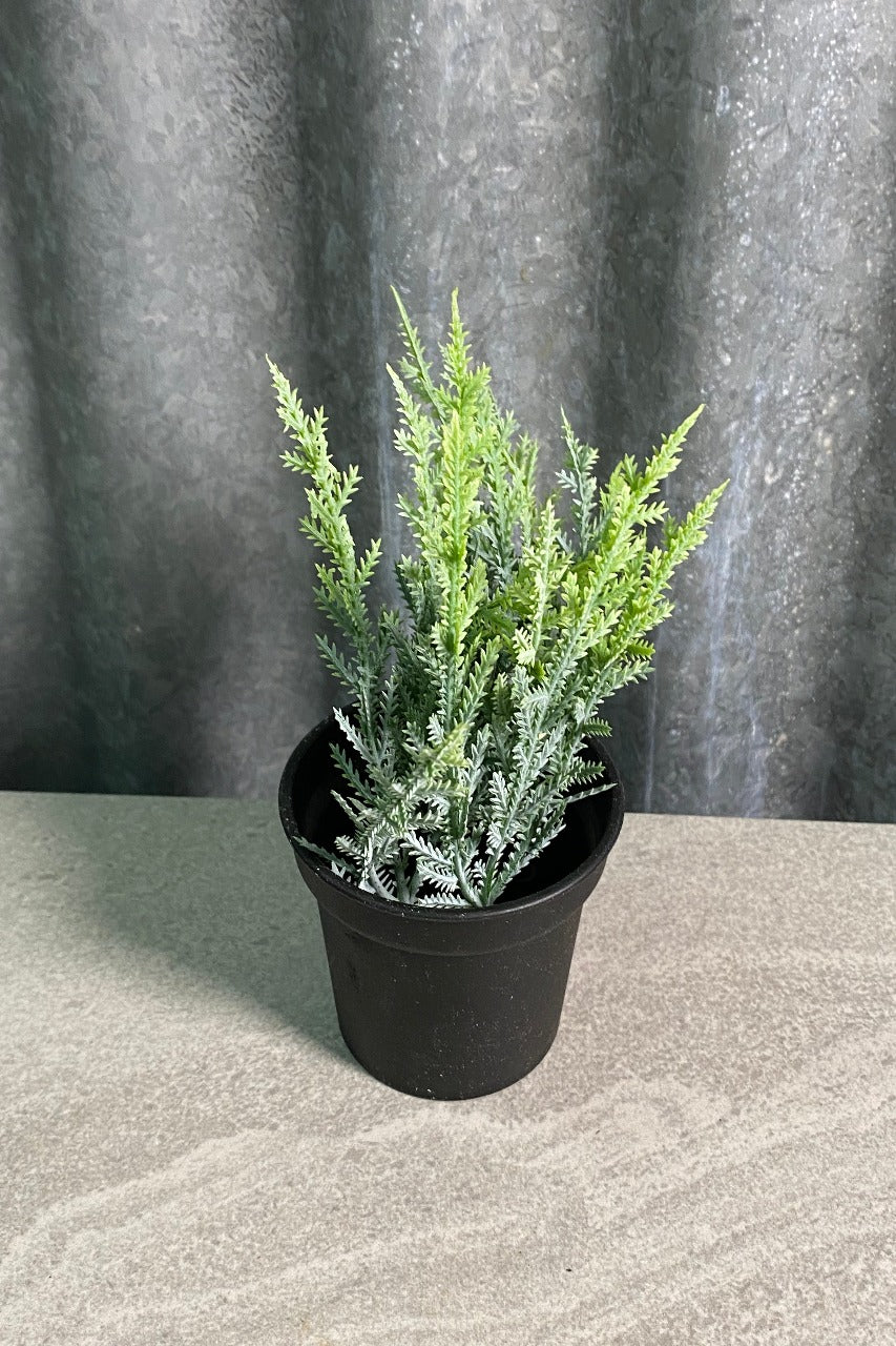 Mini Potted Pine