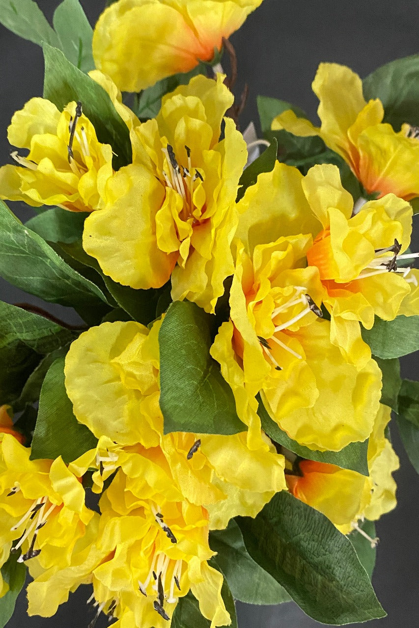 Potted Azalea