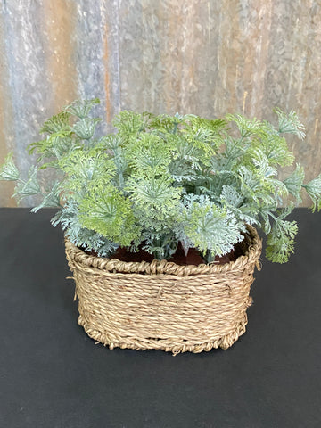 Potted Dill