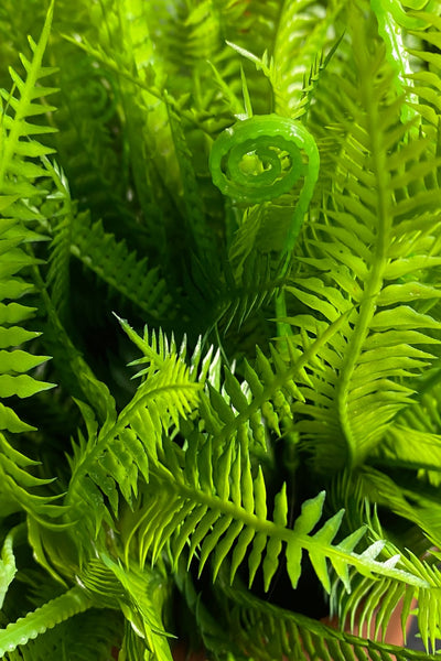 35cm Boston Fern