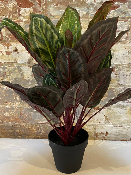 Faux Calathea