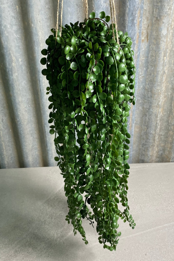 hanging coin plant Potted Hanging Coin Leaf Peperomia – Hub n Hive