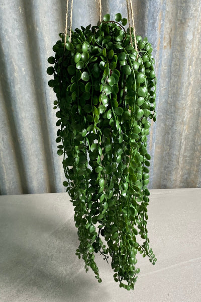 Potted Hanging Coin Leaf Peperomia
