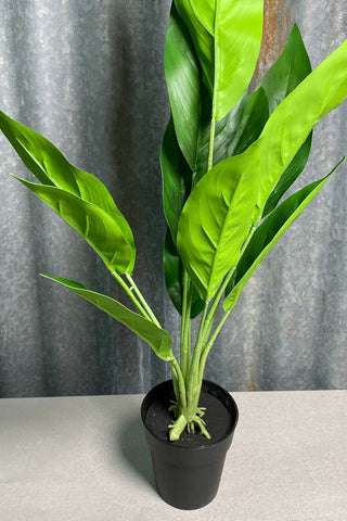 Potted Bird of Paradise