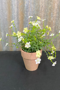 Potted Field Flower