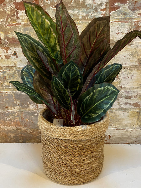 Faux Calathea