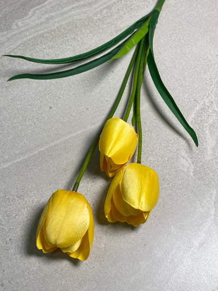 3H Tulips