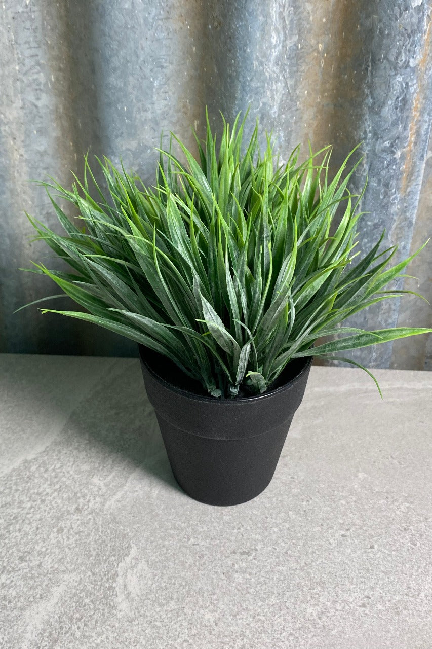 Potted Ponytail Grass
