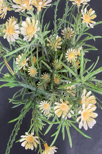 Potted Chrysanthemum
