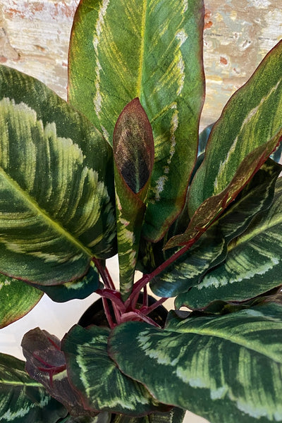 Faux Calathea