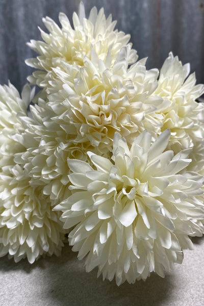 9H Chrysanthemum